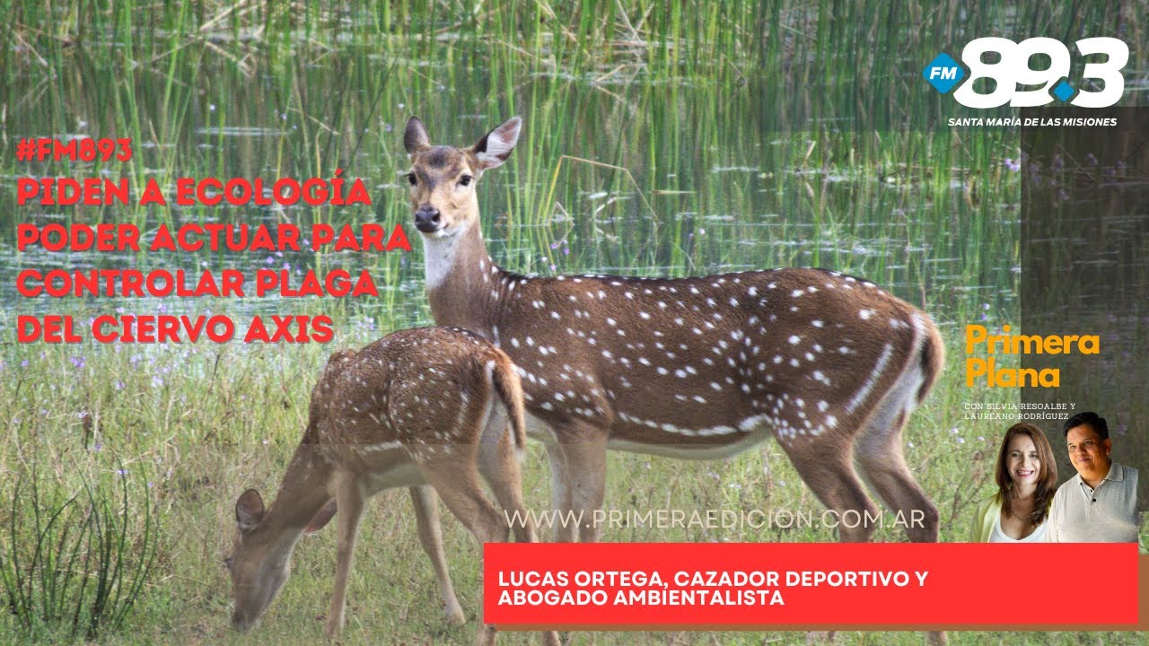 Piden a Ecología poder actuar para controlar plaga del ciervo Axis