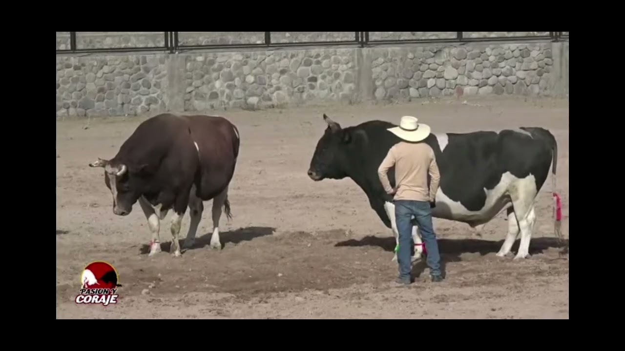 Rayo skandalo vs