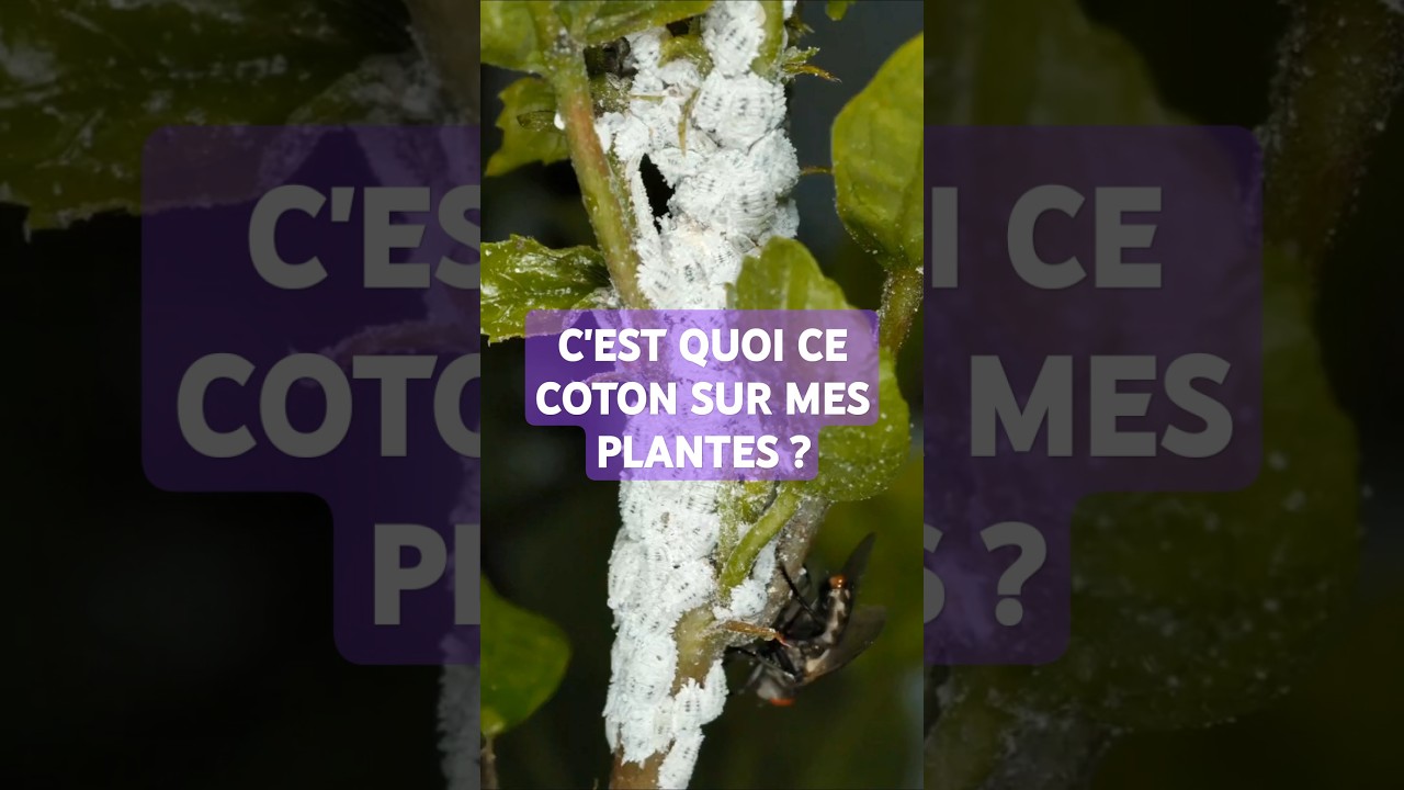 Les cochenilles. Lutte et traitement bio #jardin