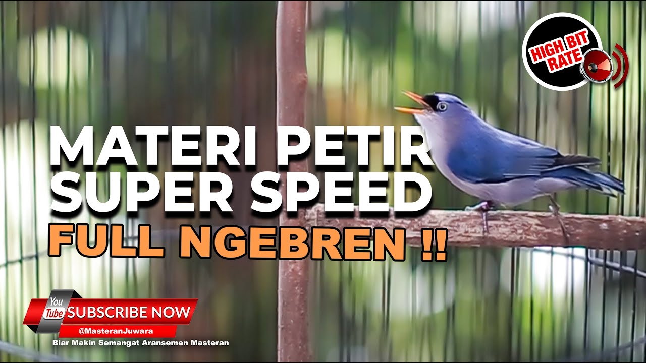 🔴 Rambatan Paruh Merah Gacor Bongkar Materi Bren Mewah❗️Milik Fajar Arief