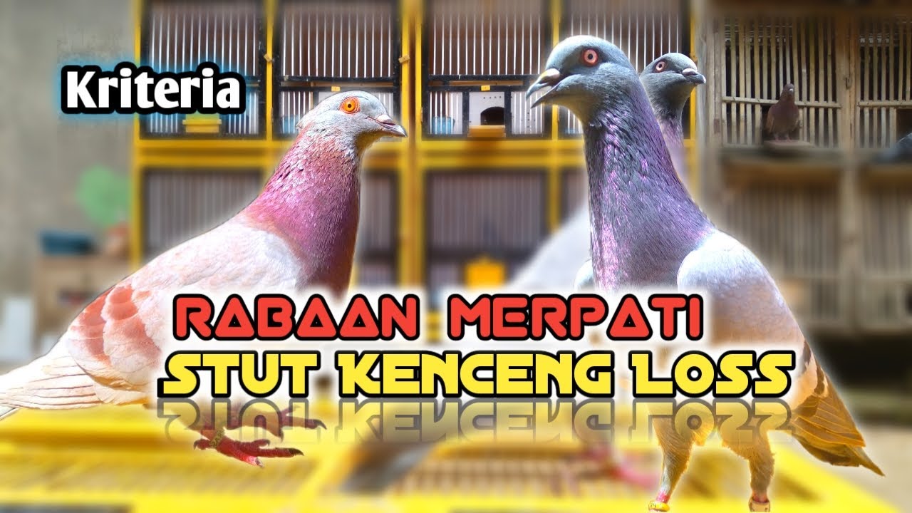 Ciri-Ciri Rabaan Merpati Stut Kenceng