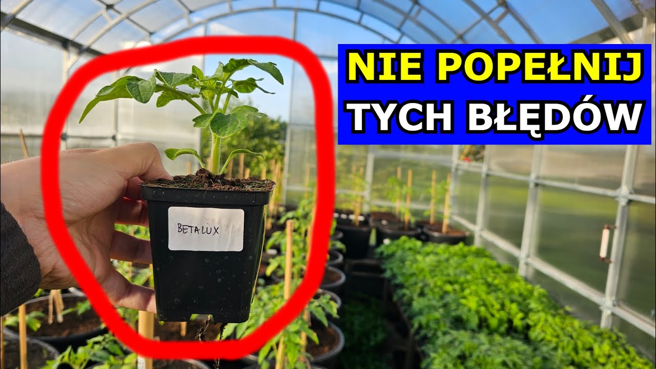 Największy Błąd przy Produkcji Rozsady. Sekrety Pięknych Rozsad Pomidorów, Papryki i innych Warzyw.