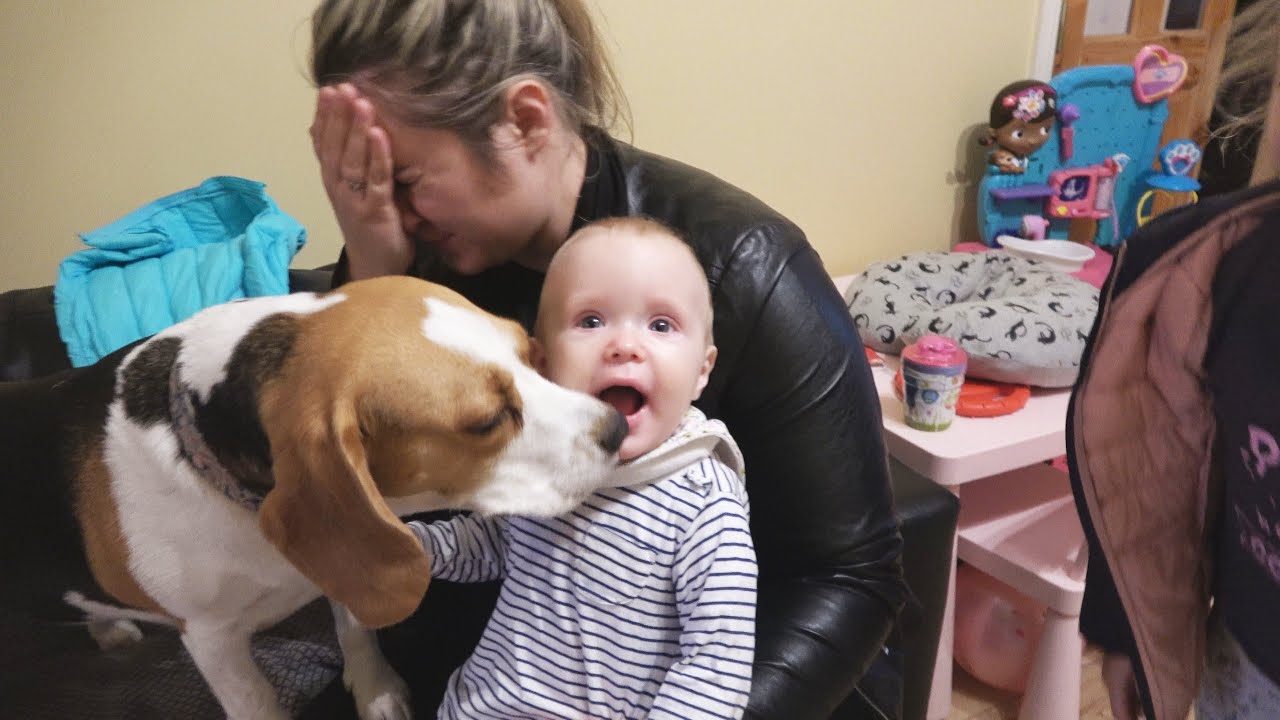 My Dogs Reaction When They See Us After a Long Time - Cute Dogs Welcoming Owners