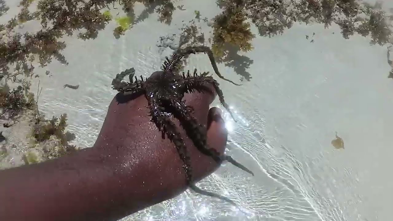 Sea Spider - Large