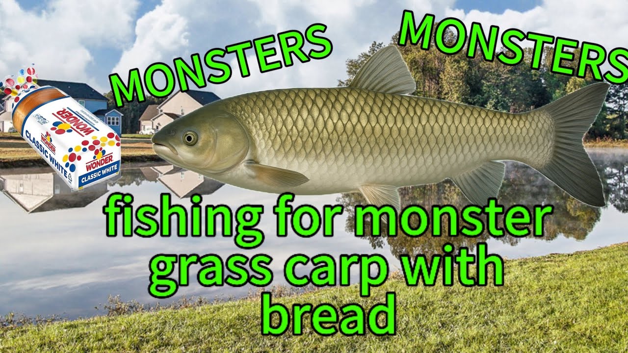 Fishing for MONSTER GRASS CARP with bread. ( Unexpected species MONSTERS)