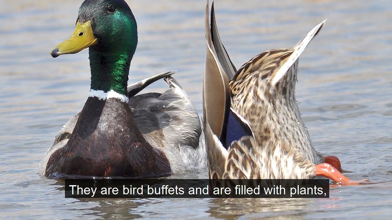 Migration: Fuel for the Journey