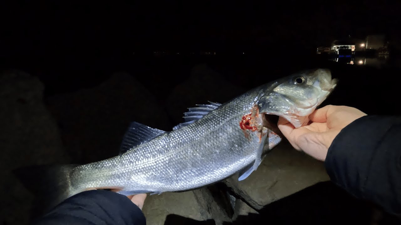 Winter Seabass on Live Bait & Gilt-head Bream (Brancin 1,2kg & Orada)