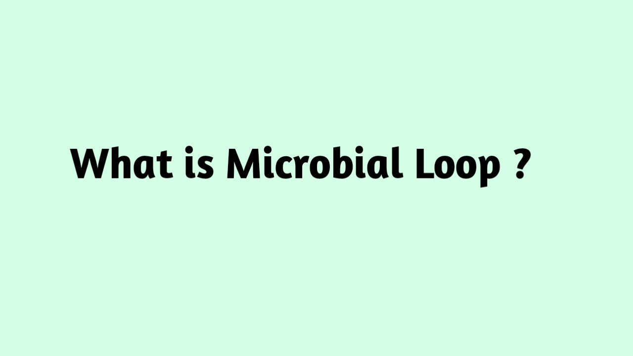 What is Microbial Loop ?