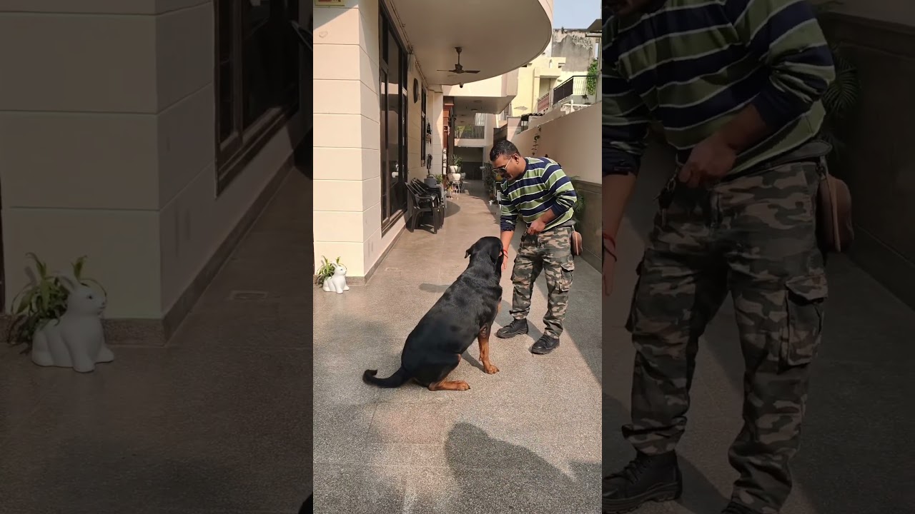 Rottweiler puppy Training 😍 