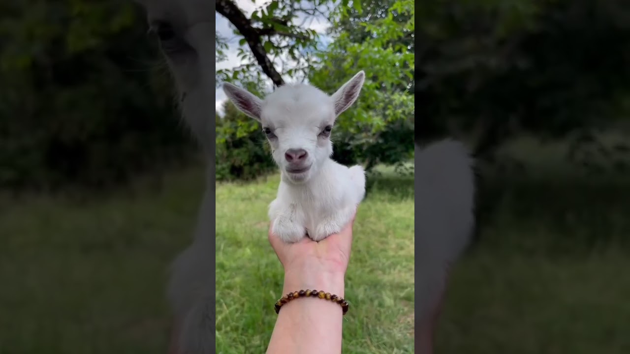 baby bakri#news