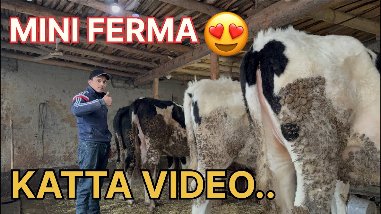 🌾🐄 Oddiy yem emas ❗ To‘g‘ri boqish sirlari 💯 | Ferma hayoti 🔥