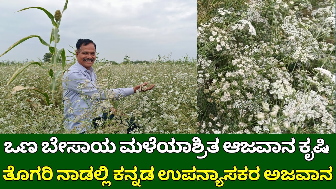 ಒಣ ಬೇಸಾಯದಲ್ಲಿ ಮಳೆಯಾಶ್ರಿತ ಆಜವಾನ ಕೃಷಿ | ajwain cultivation in karnataka | ajwain farming in kannada
