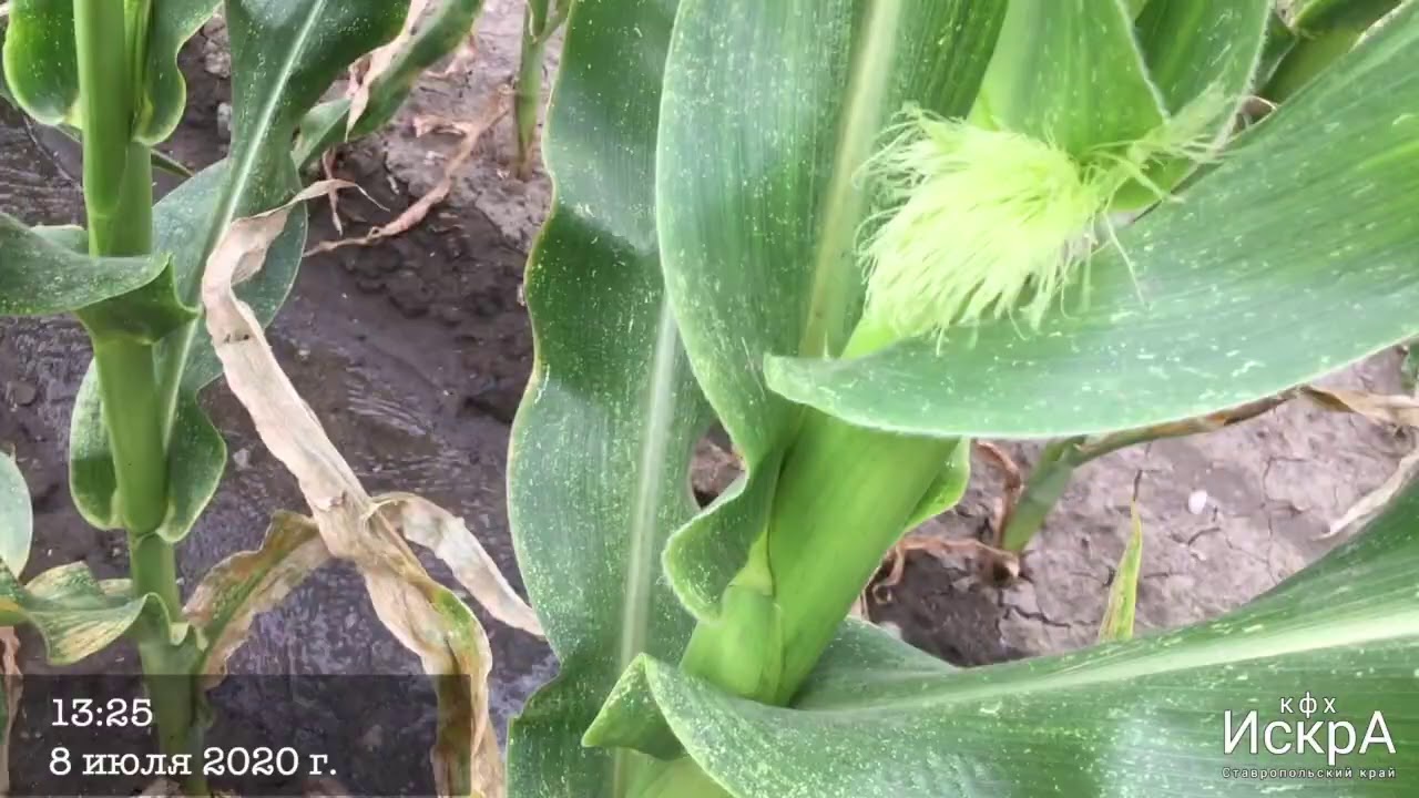 Кормовая кукуруза СИ ФЕНОМЕН(SI FENOMEN)