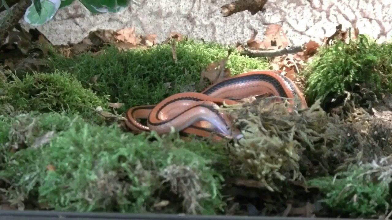 Bambusnatter Oreocryptophis (Schlangenfilm)