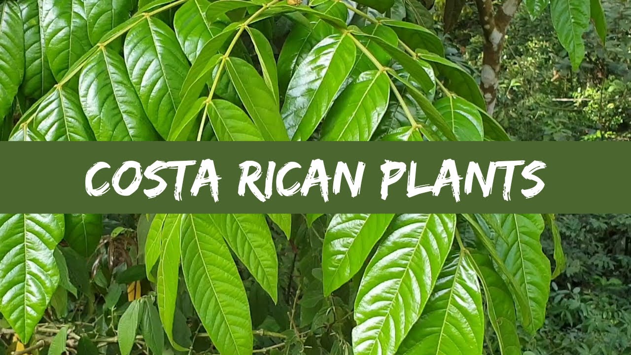 Plants of Costa Rica! 10 rainforest species 🌴🌺🥭