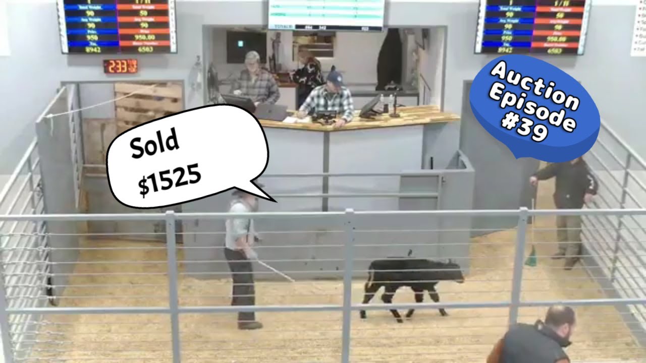 150 Calves of 450  part 3 on 01/06/2026