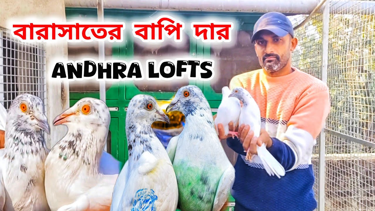 বারাসাতের বাপি দা অন্দ্রা মাদ্রাস।ANDHRA LOFT AT BARASAT।একটাই জেদ পায়রা উড়াবো। @pigeonsloverrj9600 