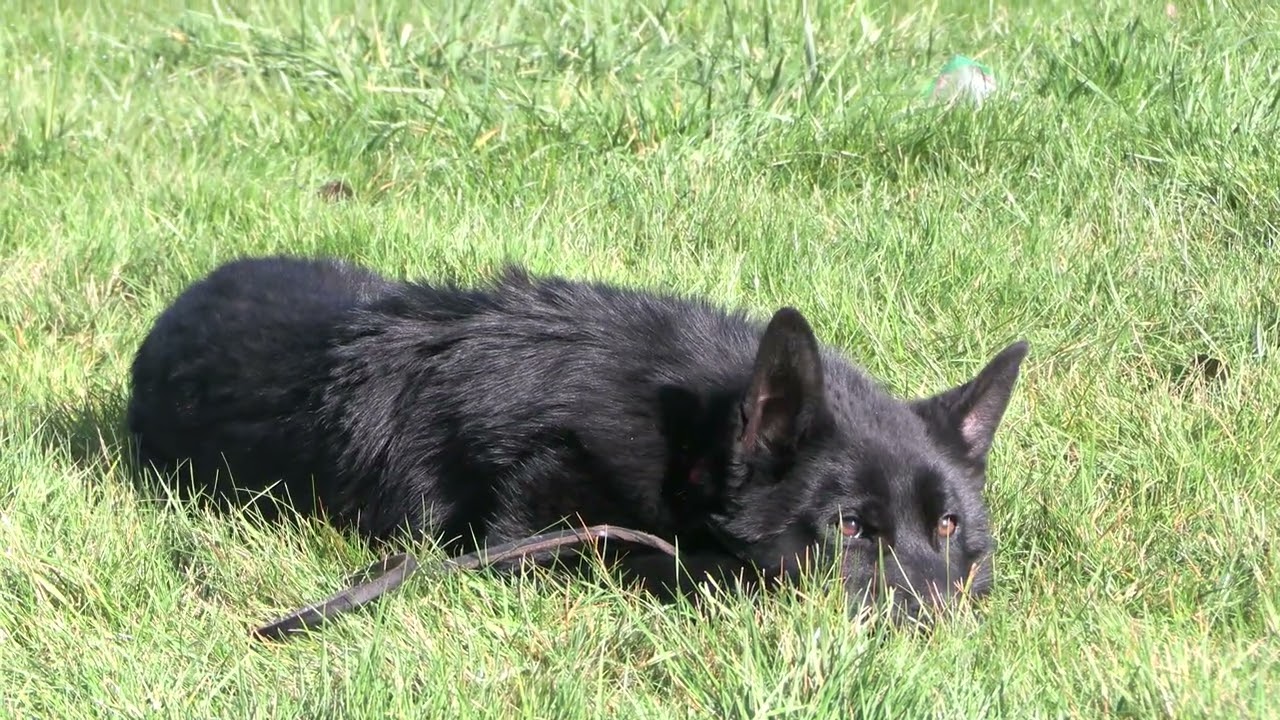 Obedient Five Month Jet Black Boy! Kraftwork K9 Pro German Shepherds
