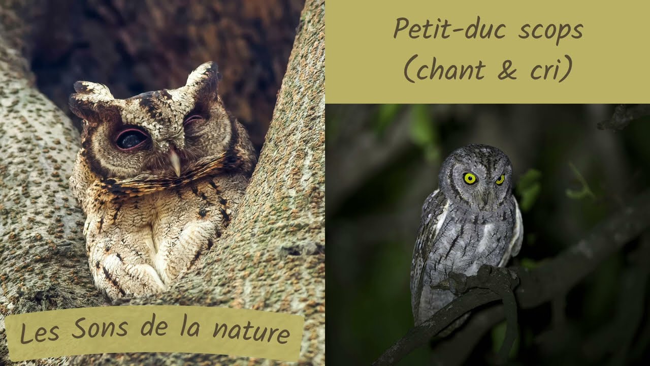 Petit-duc scops (chant & cri) | Sons de la nature