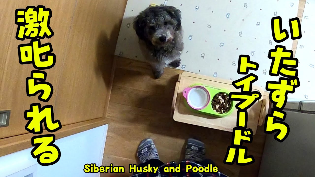イタズラして飼い主から怒られるトイプードルの様子 Husky and Poodle