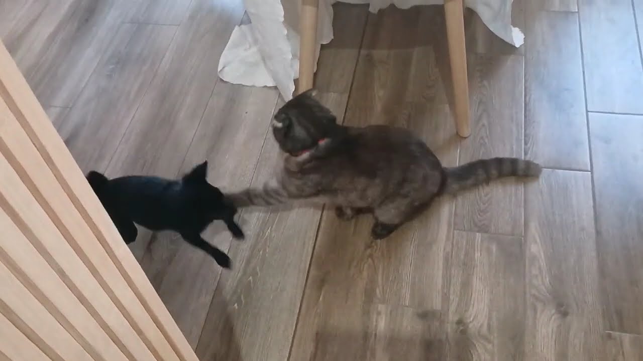 BAKS&MAKS #funnyannimal #music #relax   #dog #cat #familycookingvlog