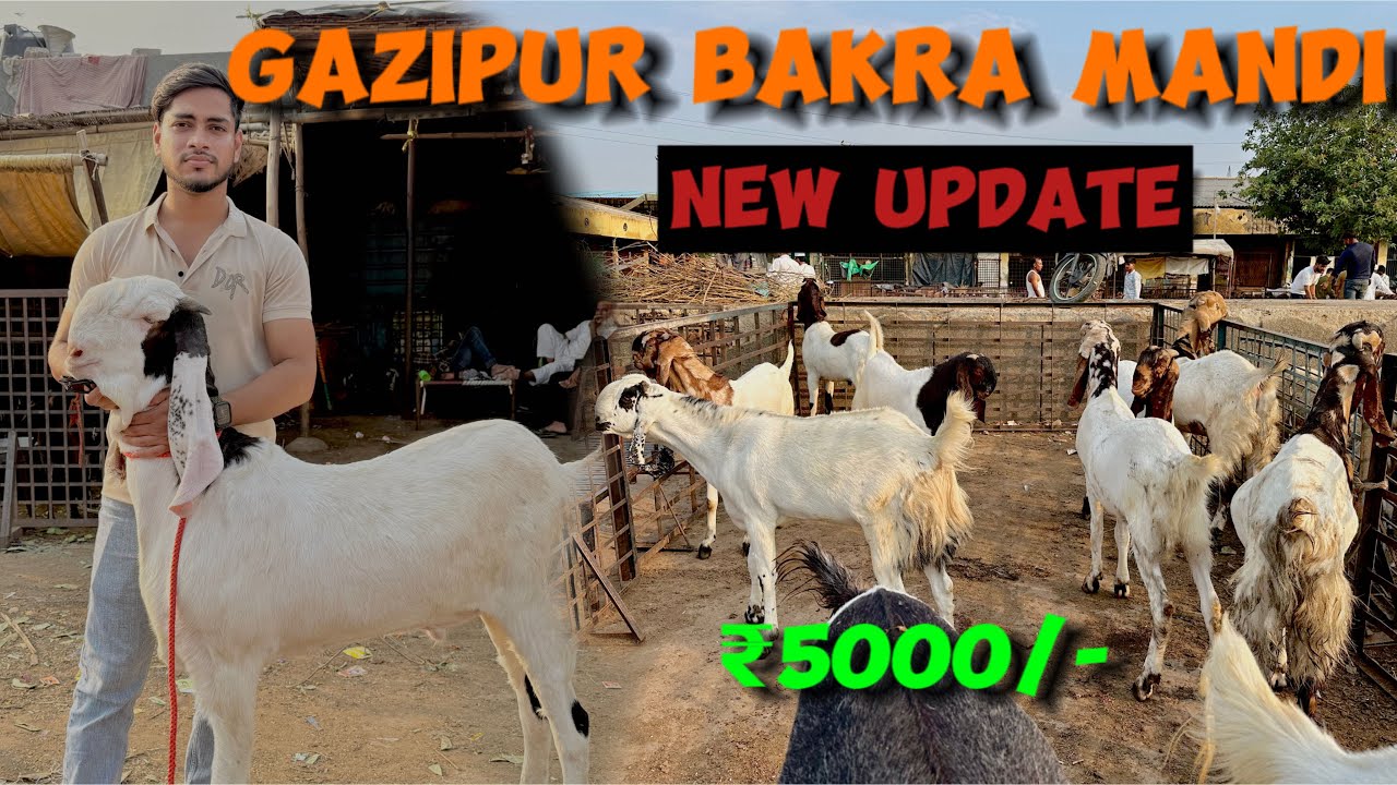 Gazipur Bakra Mandi 2025 Latest Video | दिल्ली की सबसे सस्ती बकरा मंडी | Bakra Mandi Delhi 2025