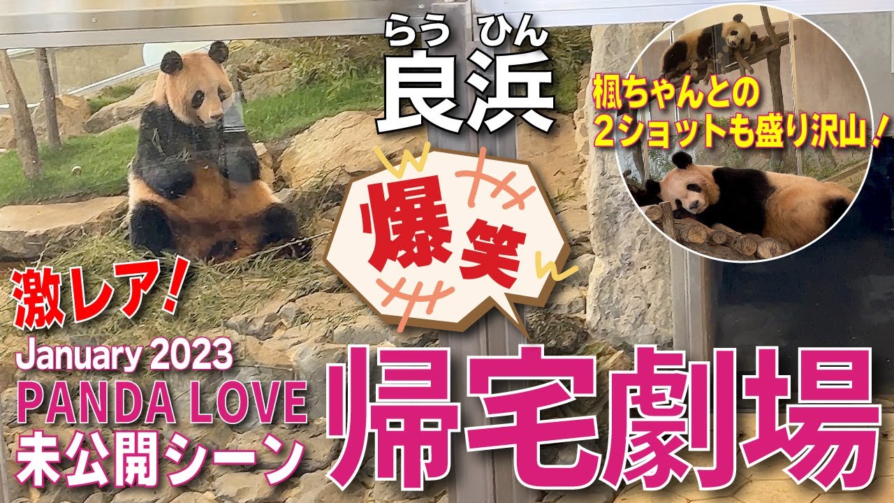【良浜&楓浜（らうひん&ふうひん】楓浜🍁独り立ち後PANDA LOVEで母子コンビが復活💕良浜の爆笑帰宅劇場😂思い出の未公開シーンシリーズ🎞️