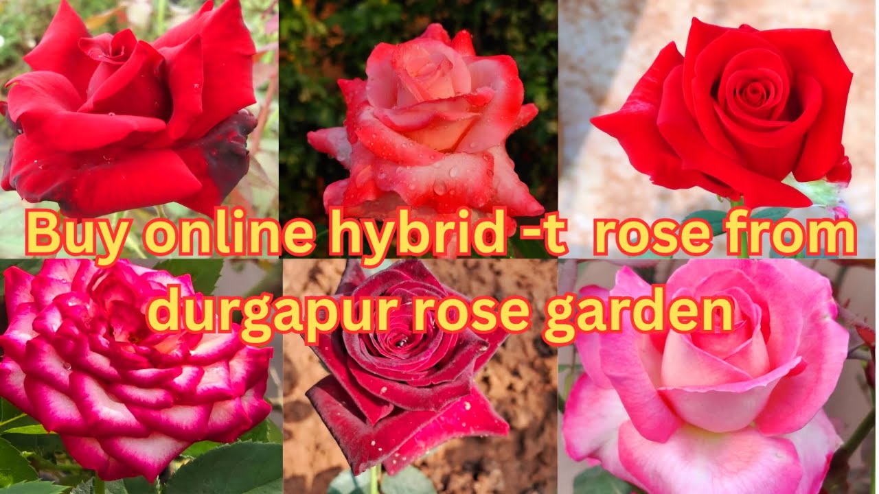 Buy online best hybrid -t  and dutch rose from Durgapur rose garden #online rose plant review vedio
