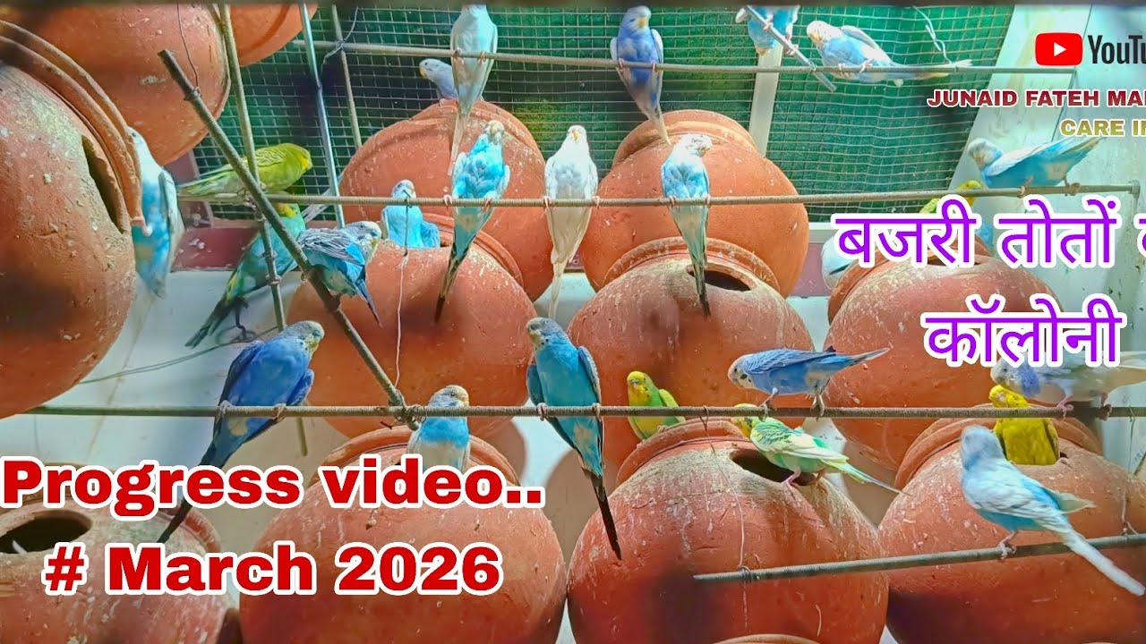 Colony ki progress video l The last progress Budgies parrot colony l JUNAID FATEH MANSOORI BIRD'S 