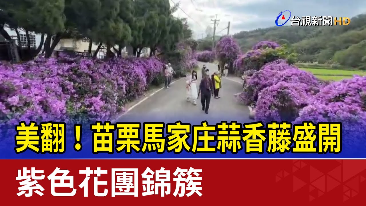 美翻！苗栗馬家庄蒜香藤盛開 紫色花團錦簇