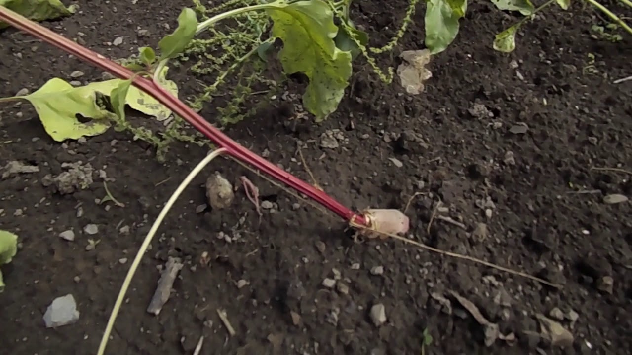 Récolter ses graines de Betteraves