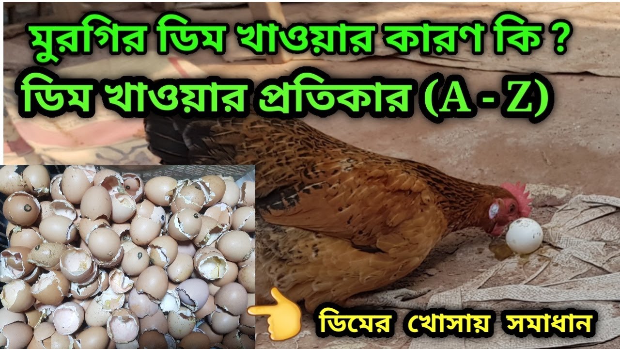 মুরগি ডিম ভেঙে খাওয়ার কারণ জানুন l আর ১টি  ডিম ও ভাঙবে না  l