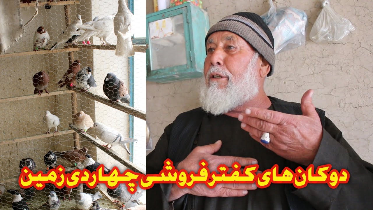 دوکان های کفتر فروشی در چهاردی زمین || Wazha واژه
