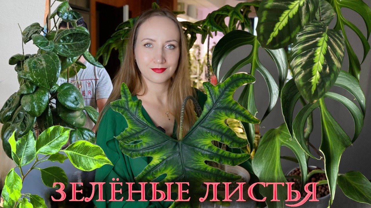 Зелёные Листья: Обзор декоративно-лиственных