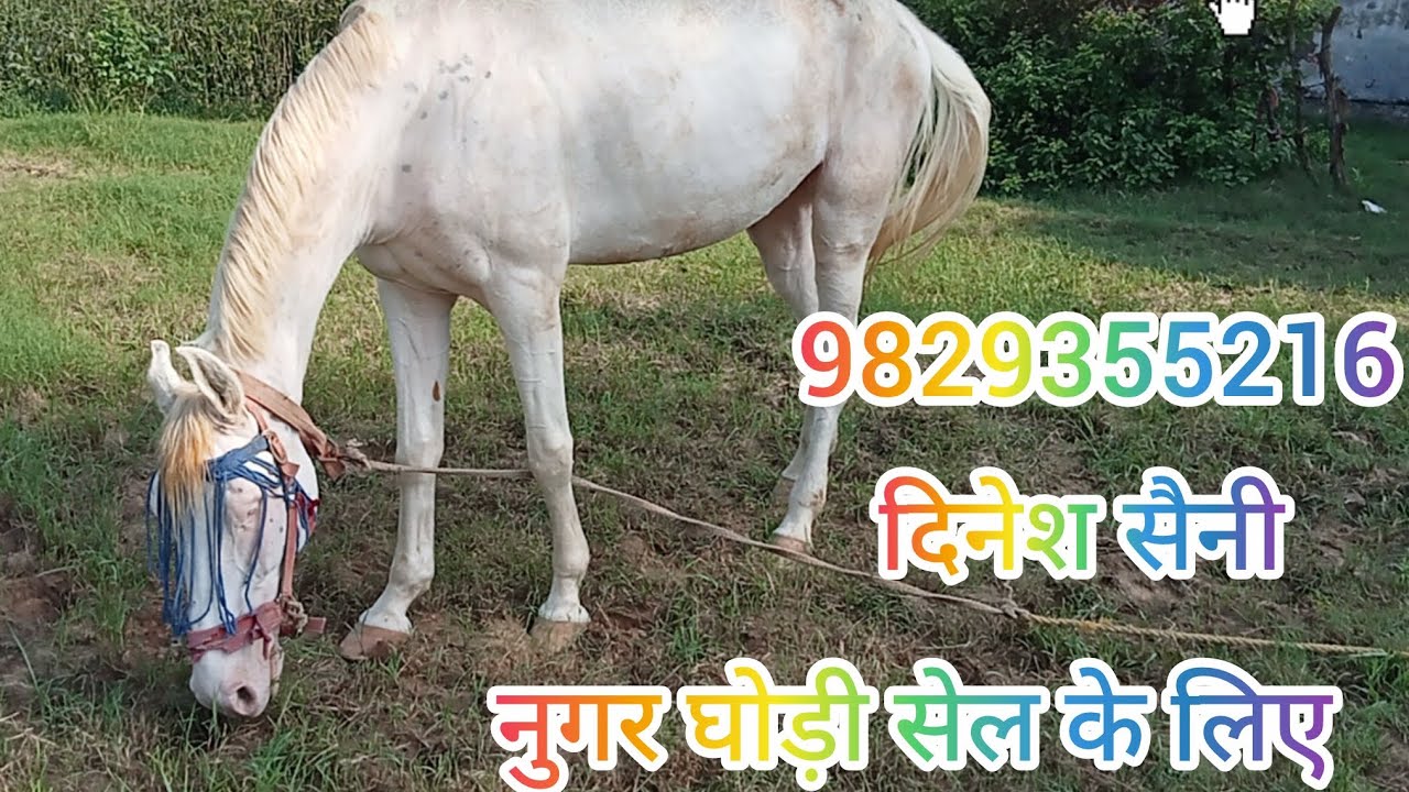 नुगरी घोड़ी सेल के लिए जयपुर लालावास का बंदा पशु हटवाड़ा के पास#youtube #subscribe #horse #