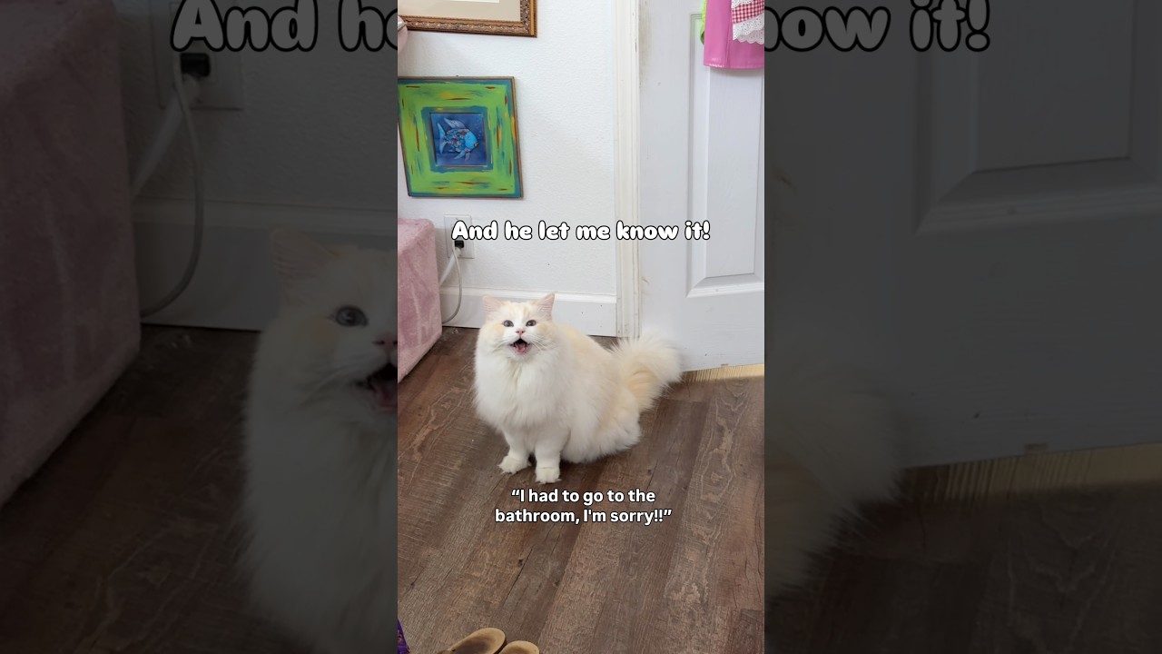 I messed up Mickey&rsquo;s good morning 😅 #ragdolls #mickeyandwalter #ragdoll