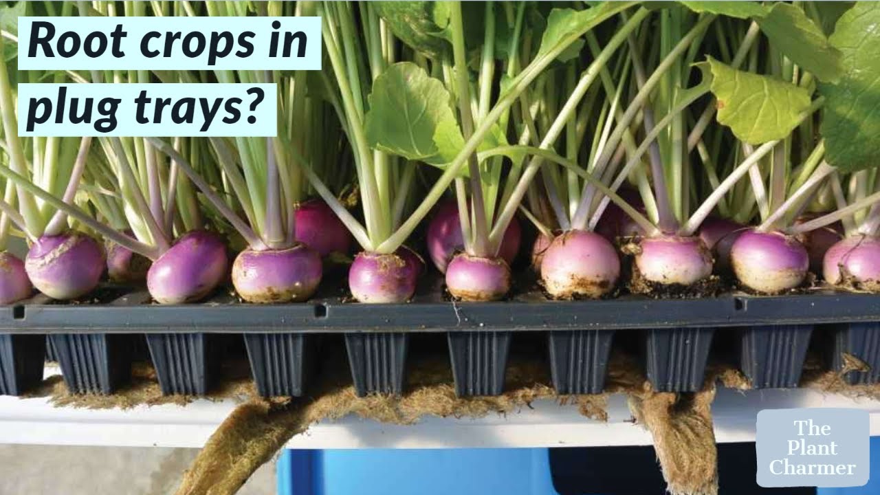 How to grow root crops in plug trays part 1