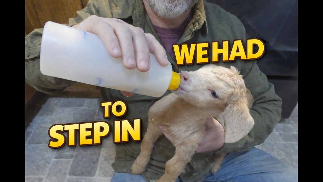 3 Bottle Baby Goats | Mom Rejected Them… So We Stepped In 🐐🍼