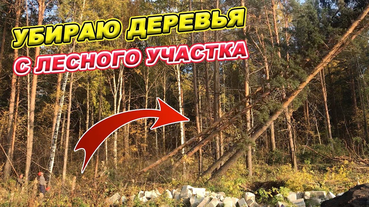 Убираю ДЕРЕВЬЯ с лесного УЧАСТКА! КАК? Сколько стоит? Сколько получилось кубов с 16 соток?