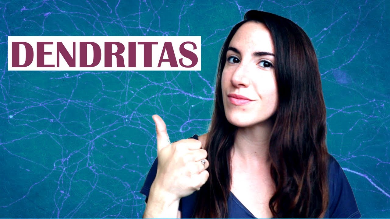 Dendrita - El diccionario del cerebro
