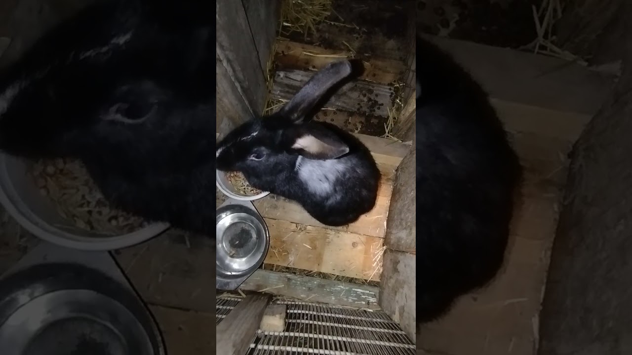 Dovşanlar haqda bir neçə məlumat və dovşanların ... Vidyonu bəyənib abunə olmaqı unutmayaq 
