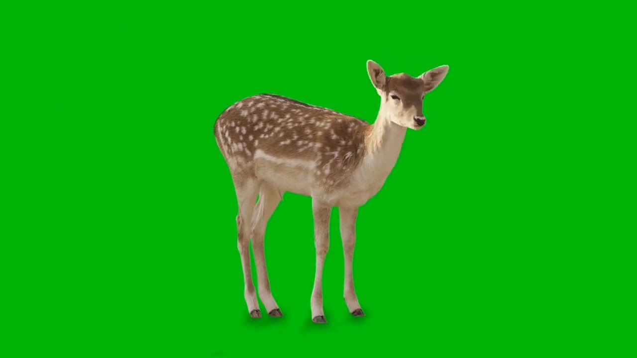 Deer green screen HD footages with different angles | chroma key Deer HD video 🔥 Free Effects #4