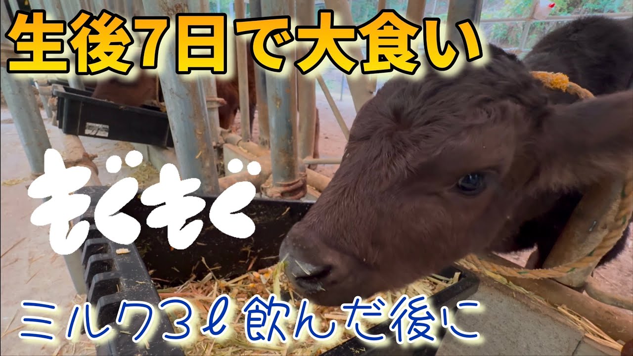 生まれて7日でバクバク食べます
