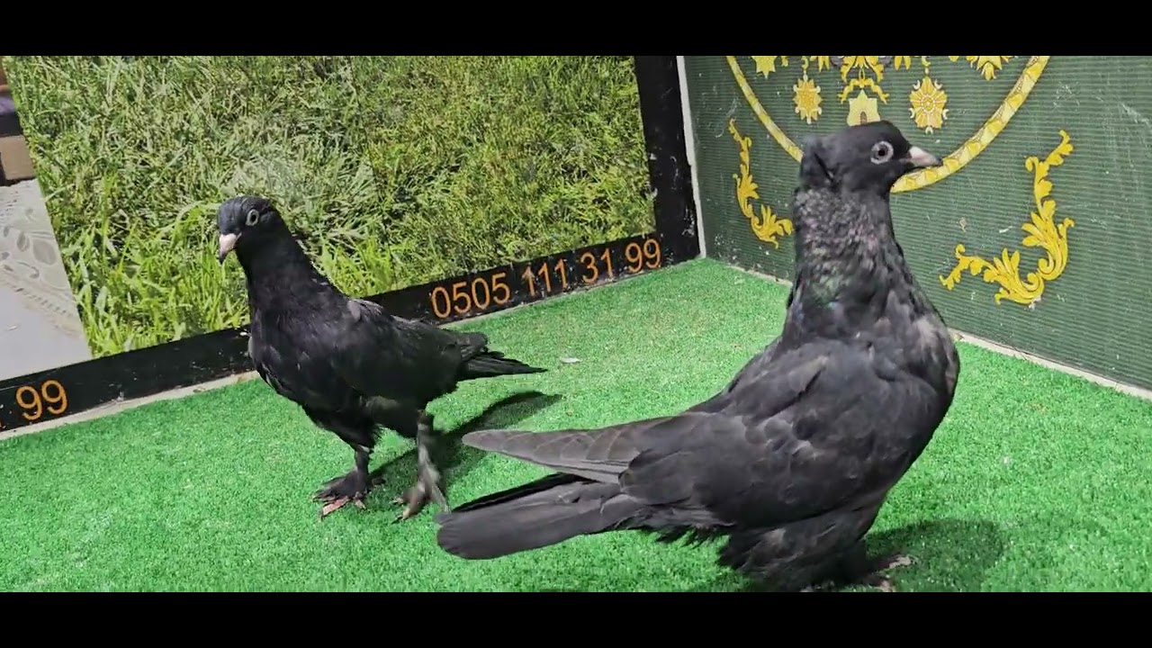 Bu aksam 21 00 bu kuslar ve kendi kuslarımız cıkacak.
