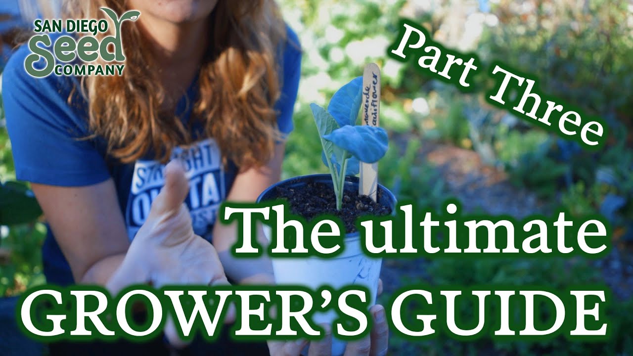 4 HUGE Transplanting Mistakes You Need To Avoid | Ultimate Grower's Guide