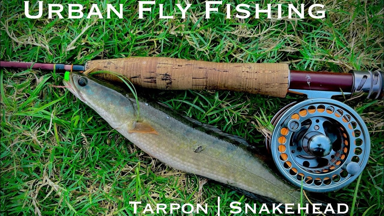 Urban Fly fishing In Malaysia | tarpon & snakehead