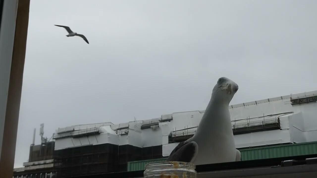 Week 6: Cute Crusty Eye Seagull Being Explorative