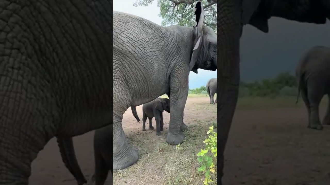 Livestream! Baby Elephant Phabeni Walks with the Whole Herd!