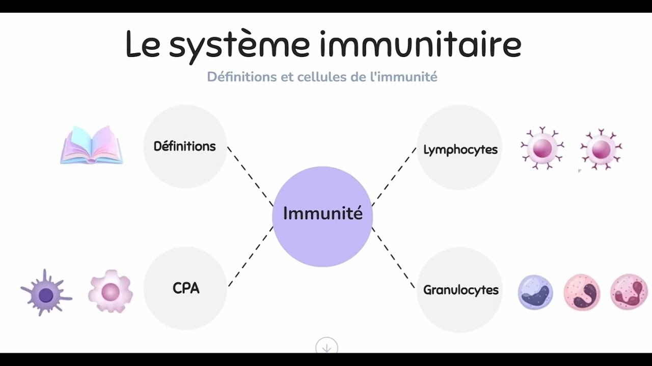 Système immunitaire : définitions et cellules