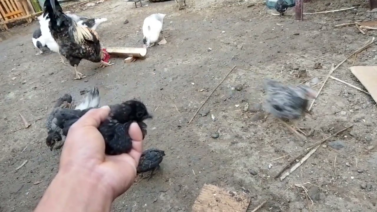 Manok 🐓🐓🐓🐓